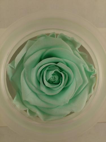 Preserved rose 6 p. XL Ø 6-6.5 cm minty green